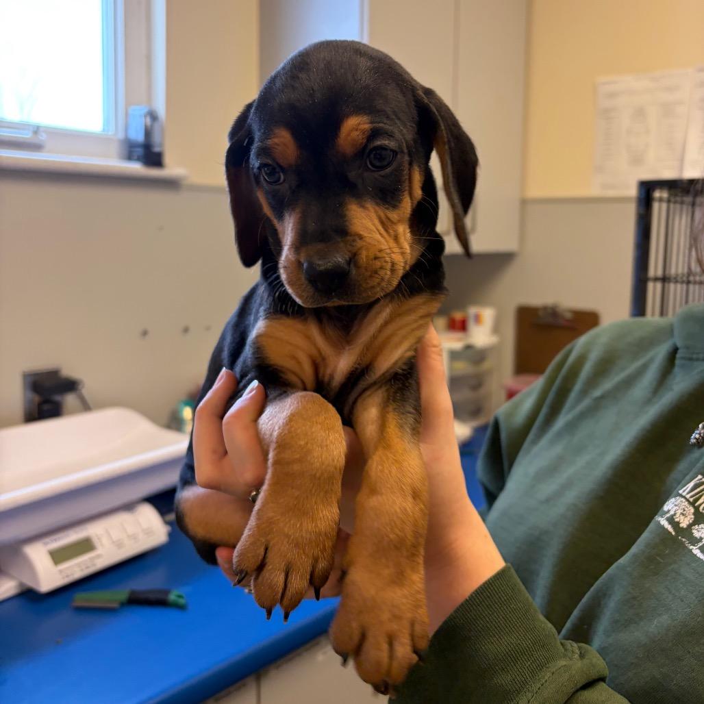 Enlarge Guinness, a Adoptable Mixed Breed in Morrisville, VT image 2/6