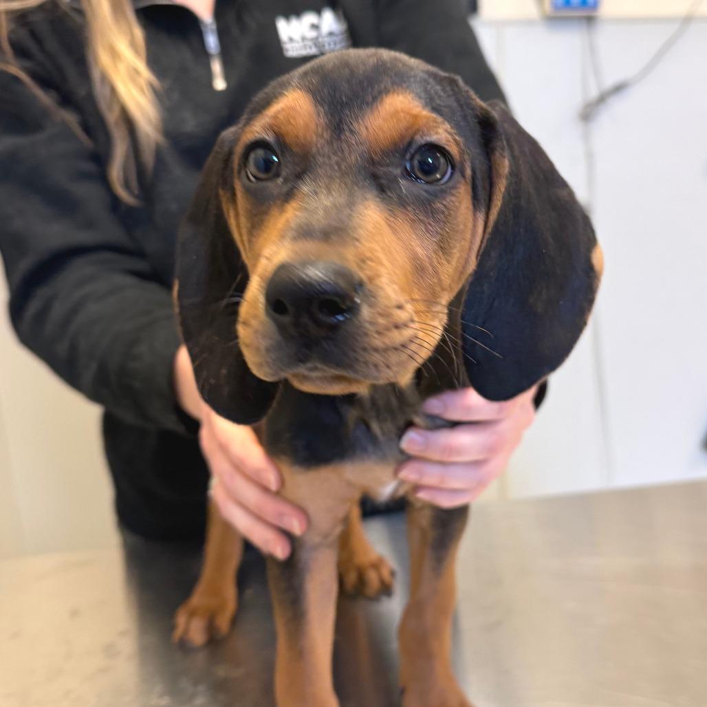 Enlarge Guinness, a Adoptable Mixed Breed in Morrisville, VT image 3/6