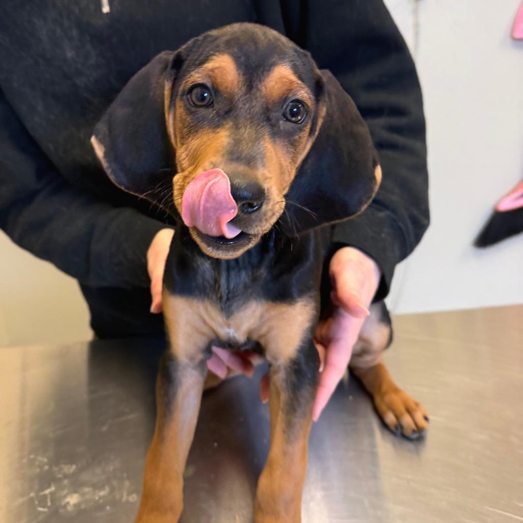 Enlarge Guinness, a Adoptable Mixed Breed in Morrisville, VT image 4/6