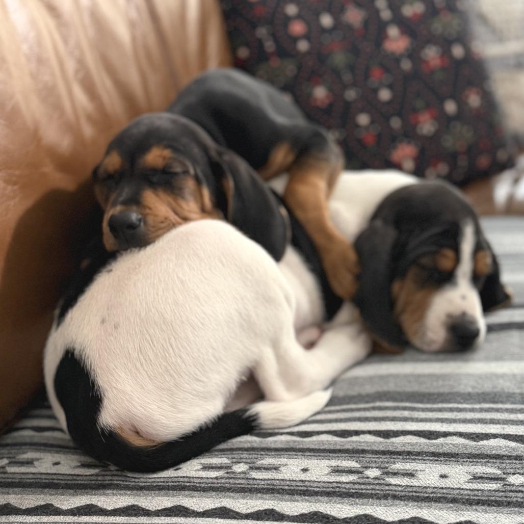 Enlarge Guinness, a Adoptable Mixed Breed in Morrisville, VT image 5/6