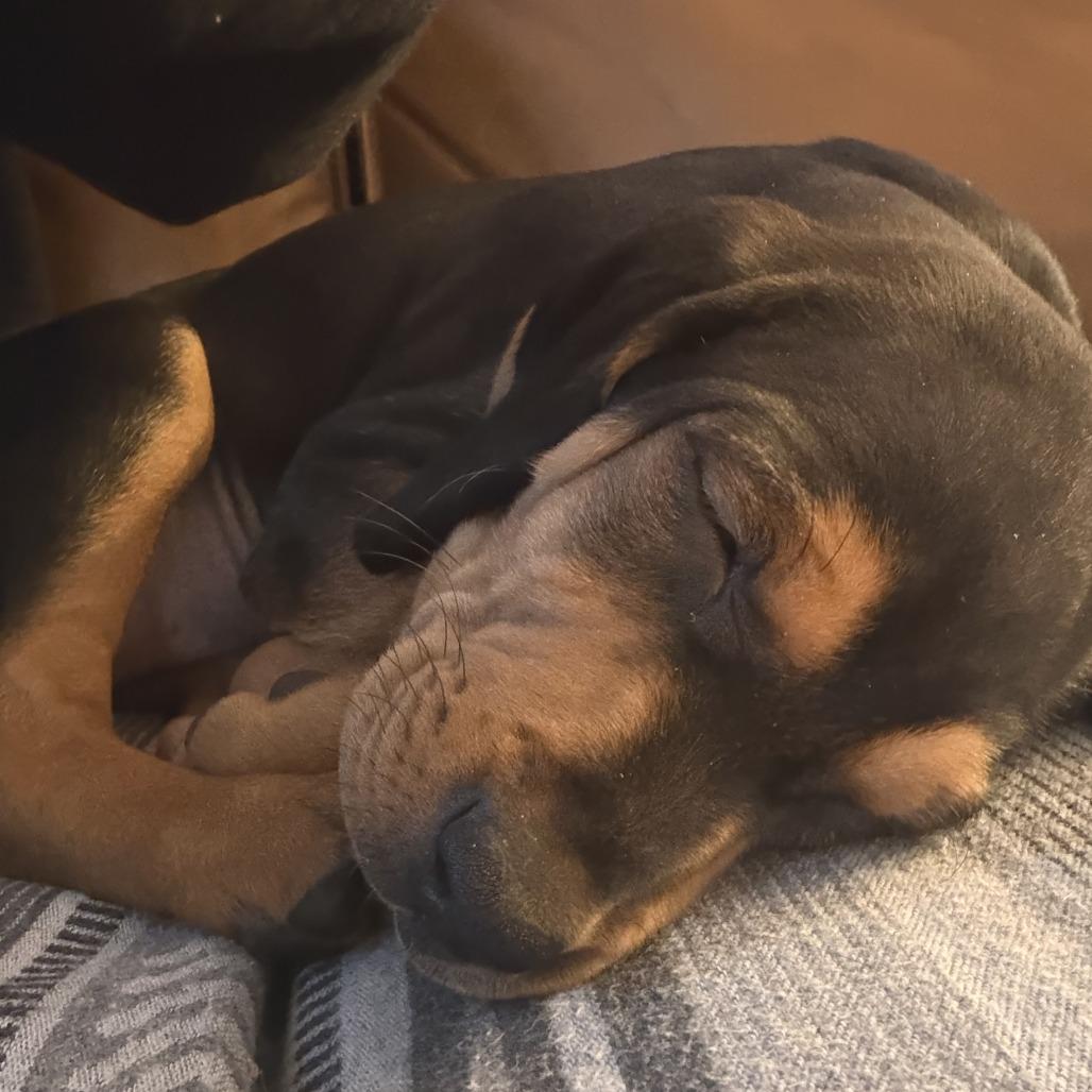 Enlarge Guinness, a Adoptable Mixed Breed in Morrisville, VT image 6/6