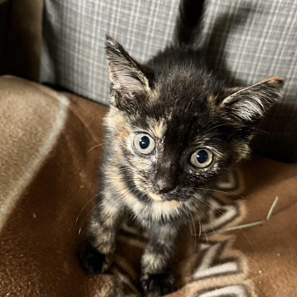 Moonshadow thumbnail 2