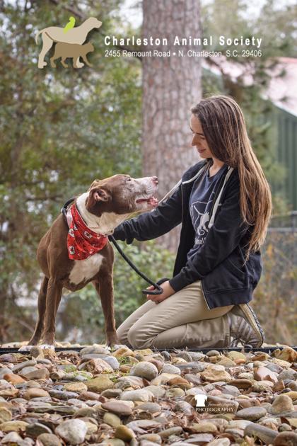 90747A Grandma Dorothy, Adoptable, Adult Female American Staffordshire Terrier & Mixed Breed.