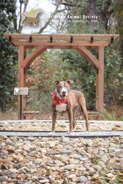 Enlarge 90747A Grandma Dorothy, a Adoptable mixed breed in North Charleston, SC image 2/3