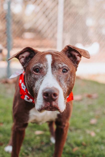 Enlarge 90747A Grandma Dorothy, a Adoptable mixed breed in North Charleston, SC image 3/3