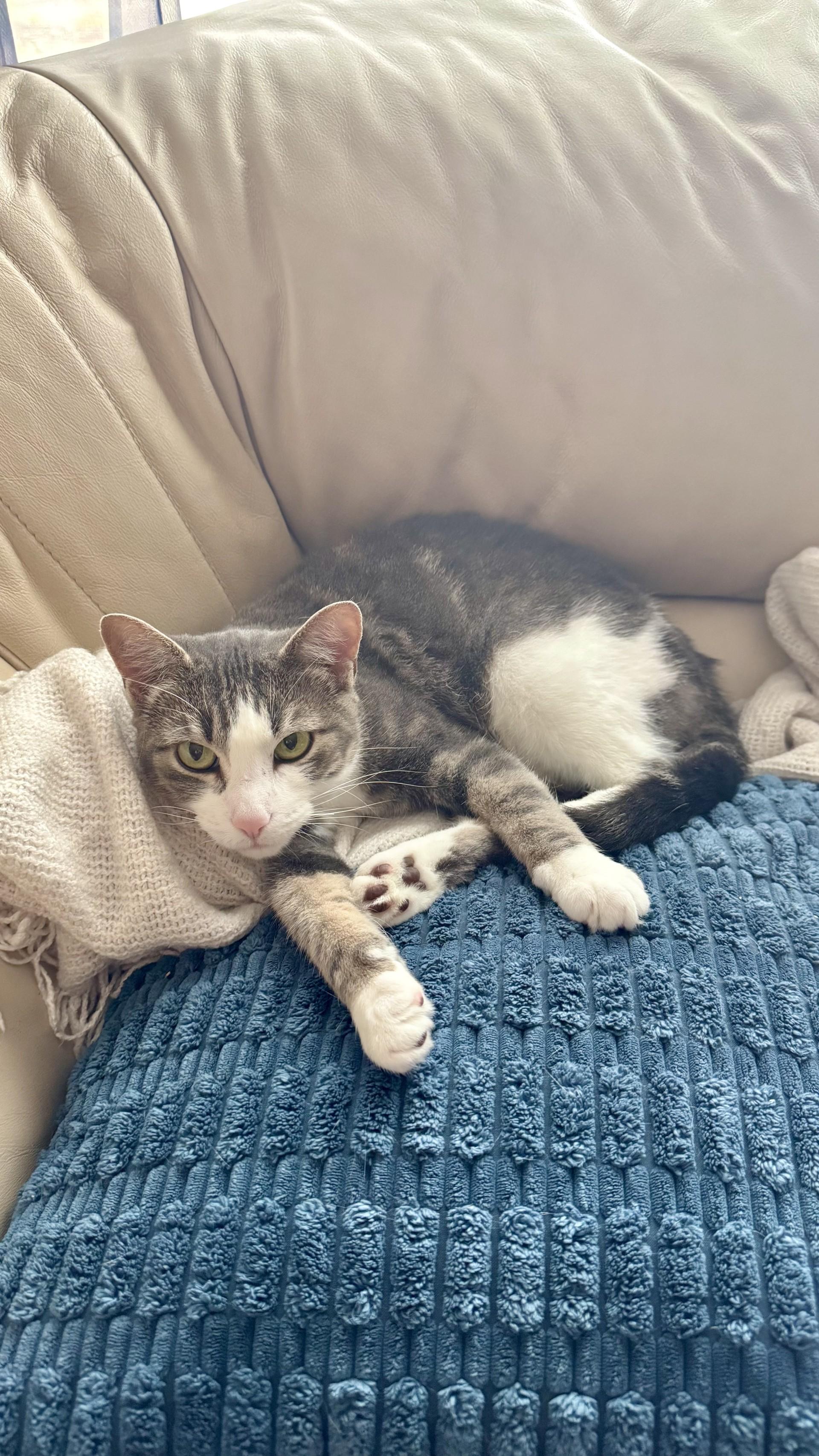 Huntress, an adoptable Domestic Short Hair, Tabby in Onalaska, WI, 54650 | Photo Image 4