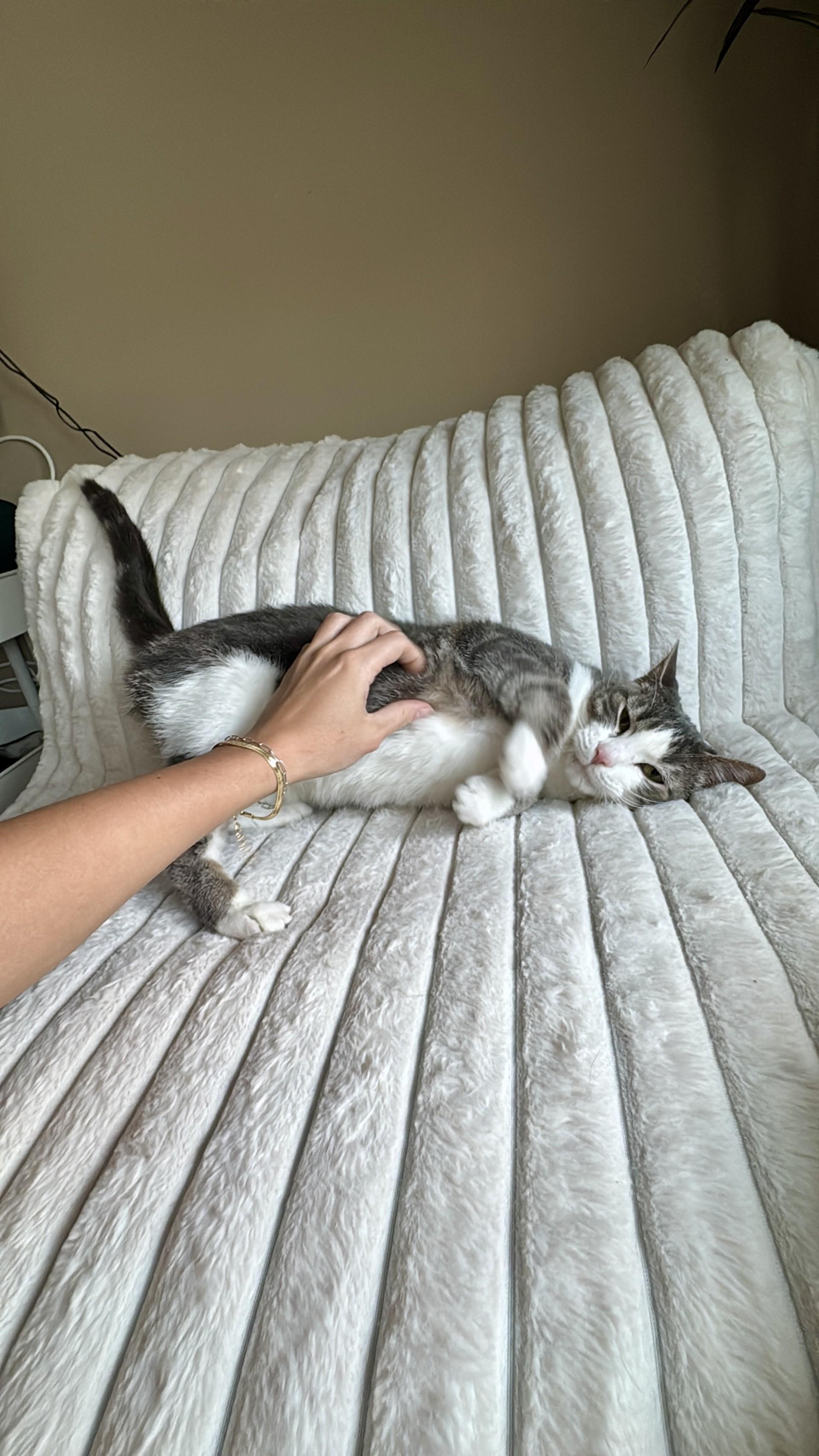 Huntress, an adoptable Domestic Short Hair, Tabby in Onalaska, WI, 54650 | Photo Image 6