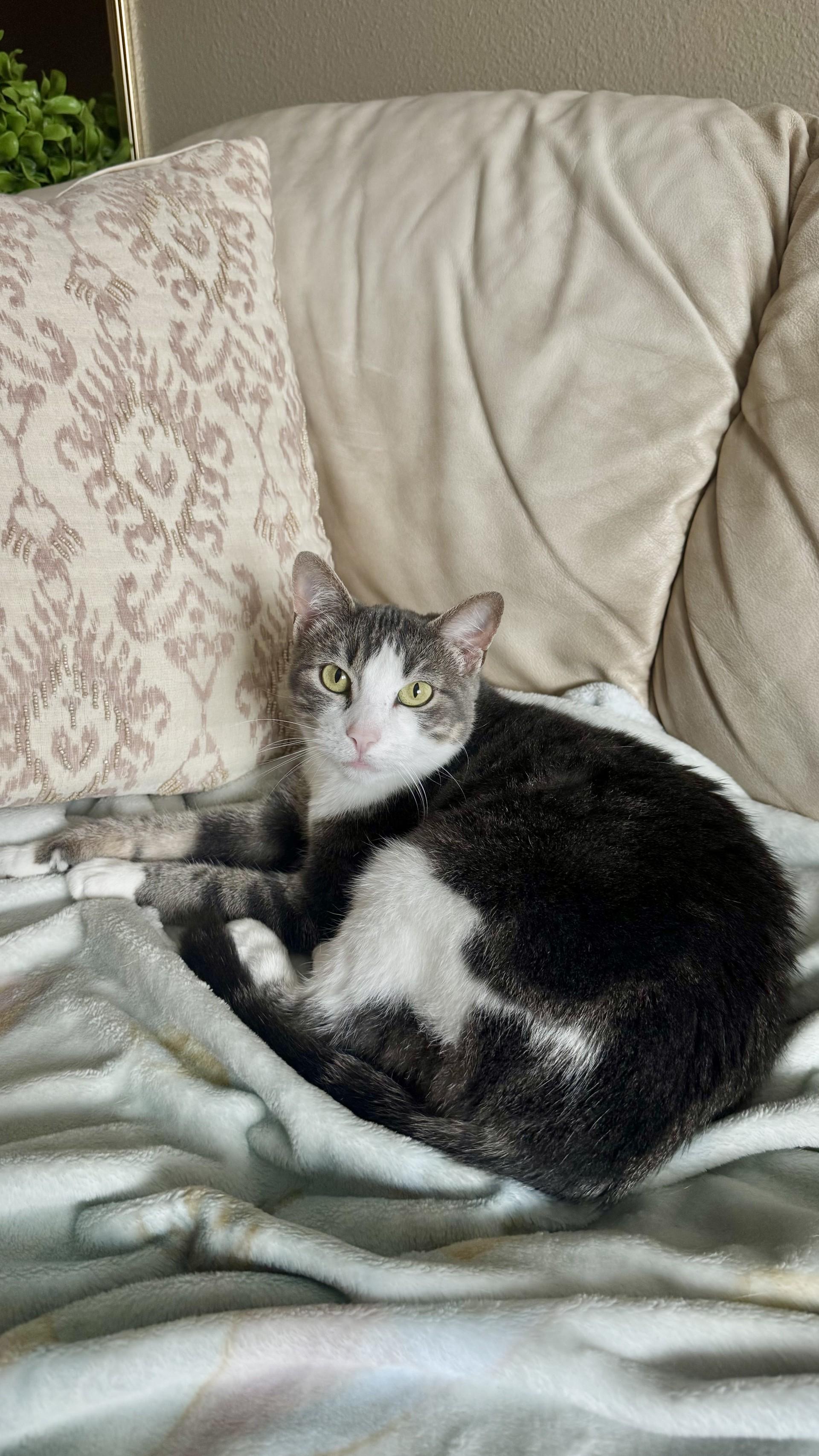 Huntress, an adoptable Domestic Short Hair, Tabby in Onalaska, WI, 54650 | Photo Image 5