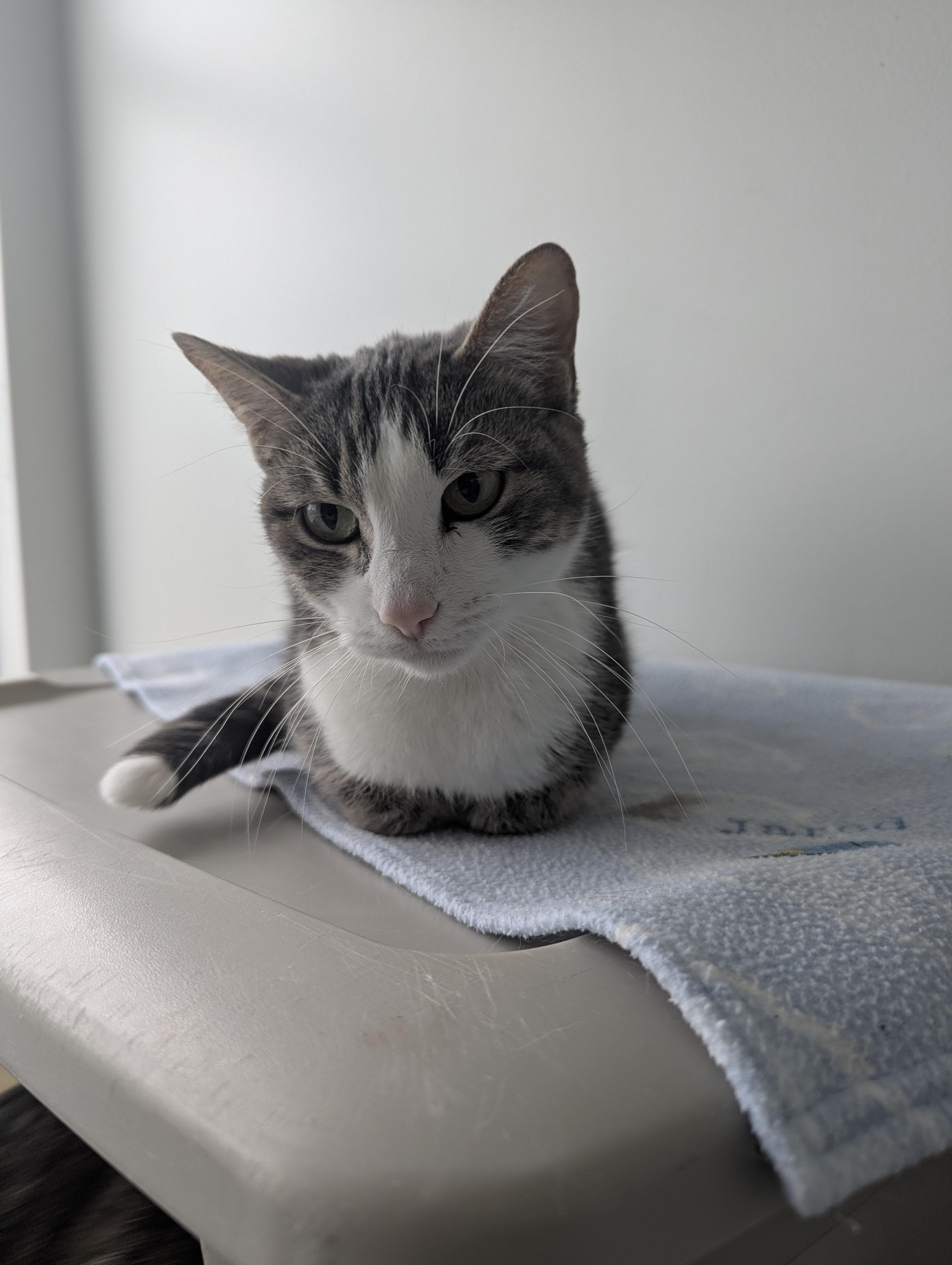 Huntress, an adoptable Domestic Short Hair, Tabby in Onalaska, WI, 54650 | Photo Image 2