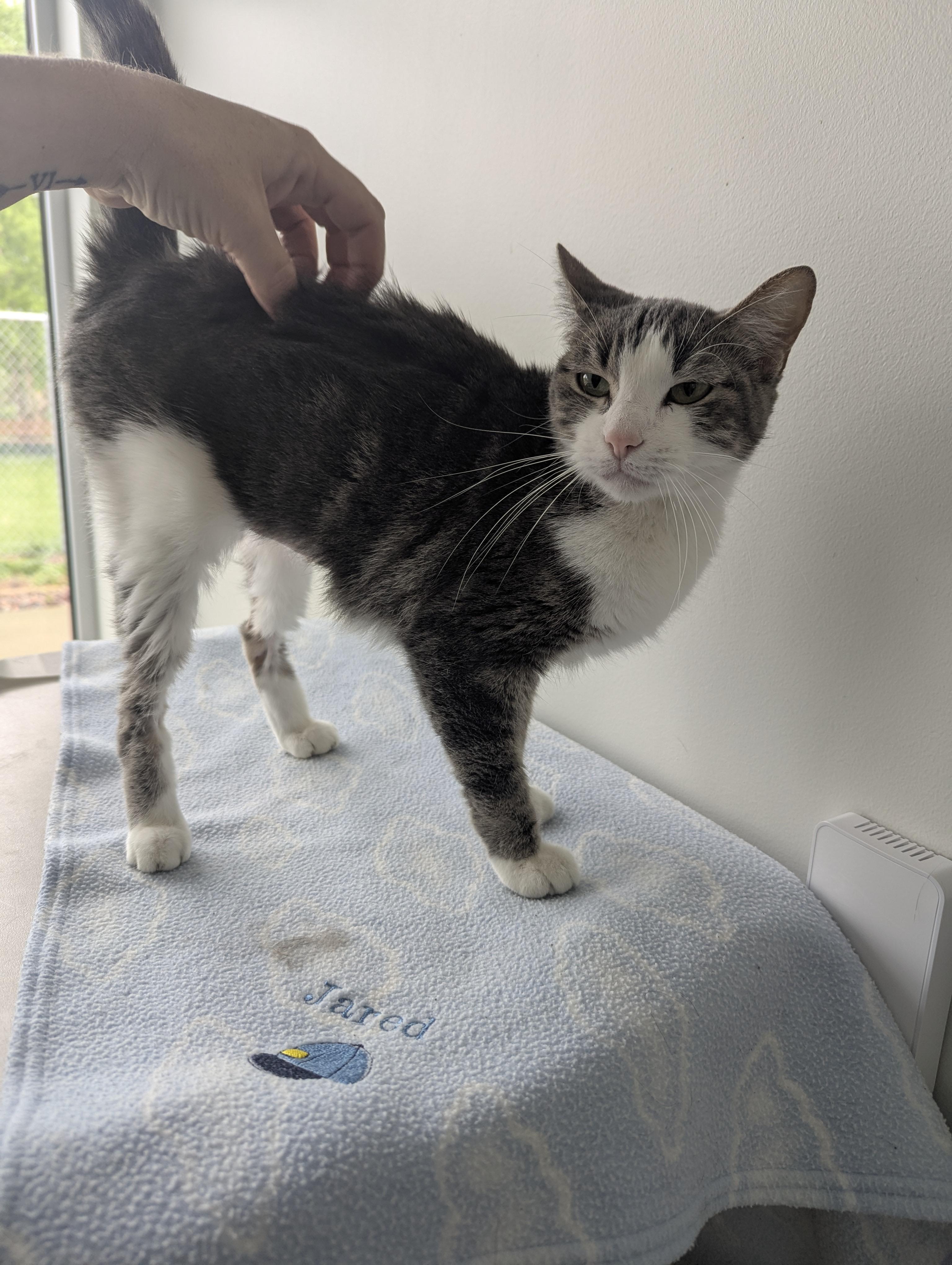 Huntress, an adoptable Domestic Short Hair, Tabby in Onalaska, WI, 54650 | Photo Image 3