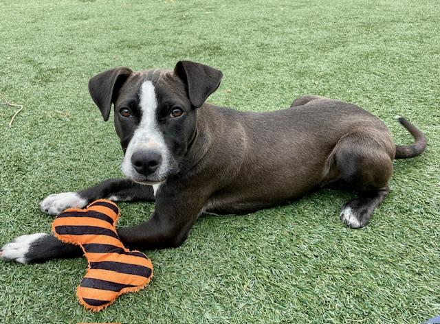 Enlarge JASPER, a Adoptable mixed breed in Salinas, CA image 1/1