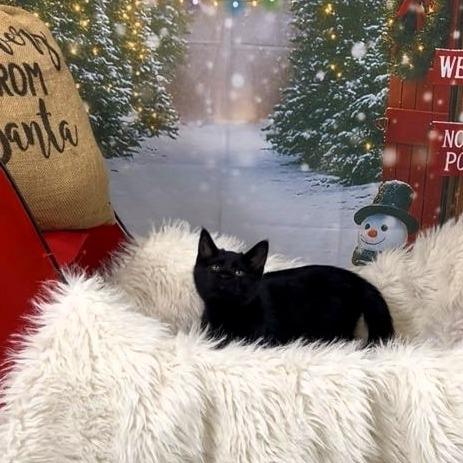 Enlarge Bella, a Adoptable American Shorthair in Shawnee, KS image 1/1