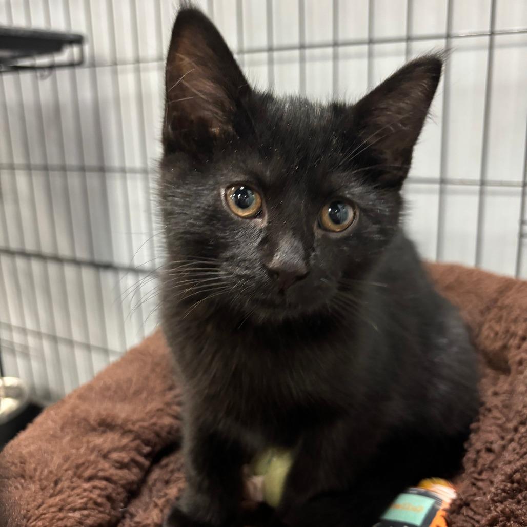 Bella, Adoptable, Kitten Female American Shorthair.