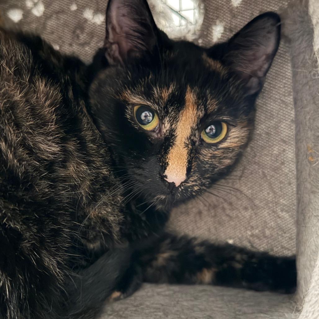 Enlarge Junie 44C26, a Adoptable Domestic Short Hair in Napoleon, OH image 1/6