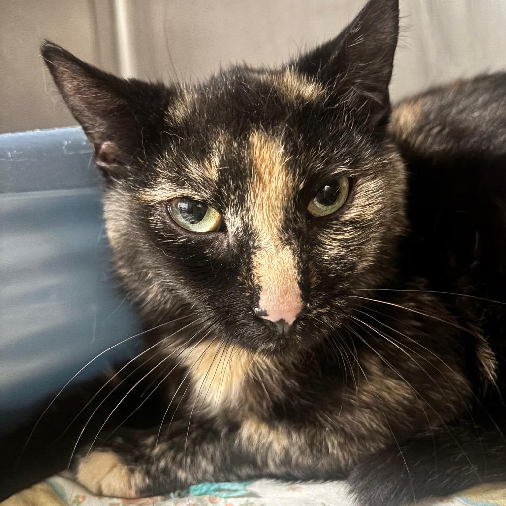 Junie 44C26, Adoptable, Adult Female Domestic Short Hair.