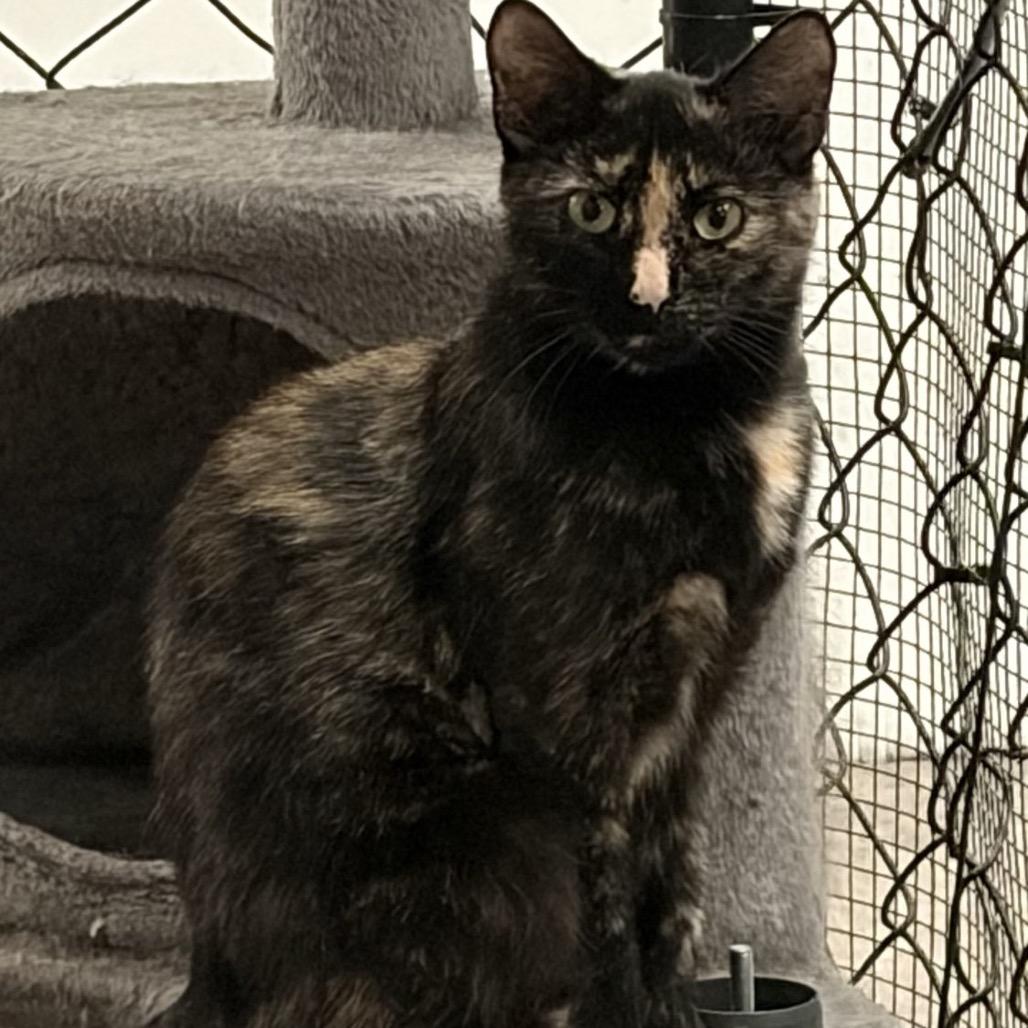 Enlarge Junie 44C26, a Adoptable Domestic Short Hair in Napoleon, OH image 3/6