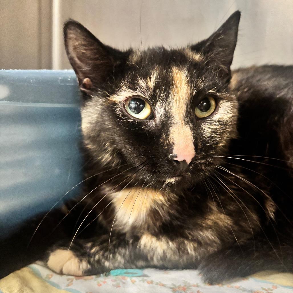 Enlarge Junie 44C26, a Adoptable Domestic Short Hair in Napoleon, OH image 4/6