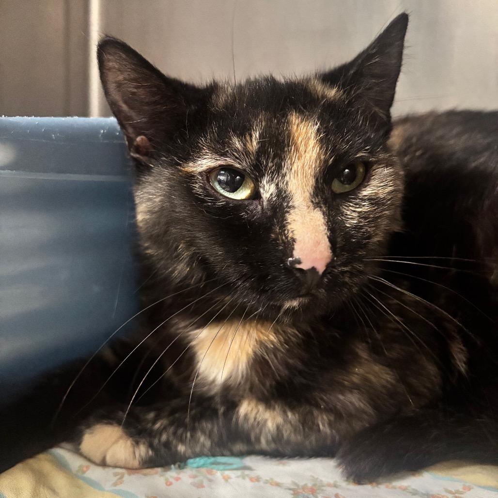 Enlarge Junie 44C26, a Adoptable Domestic Short Hair in Napoleon, OH image 5/6