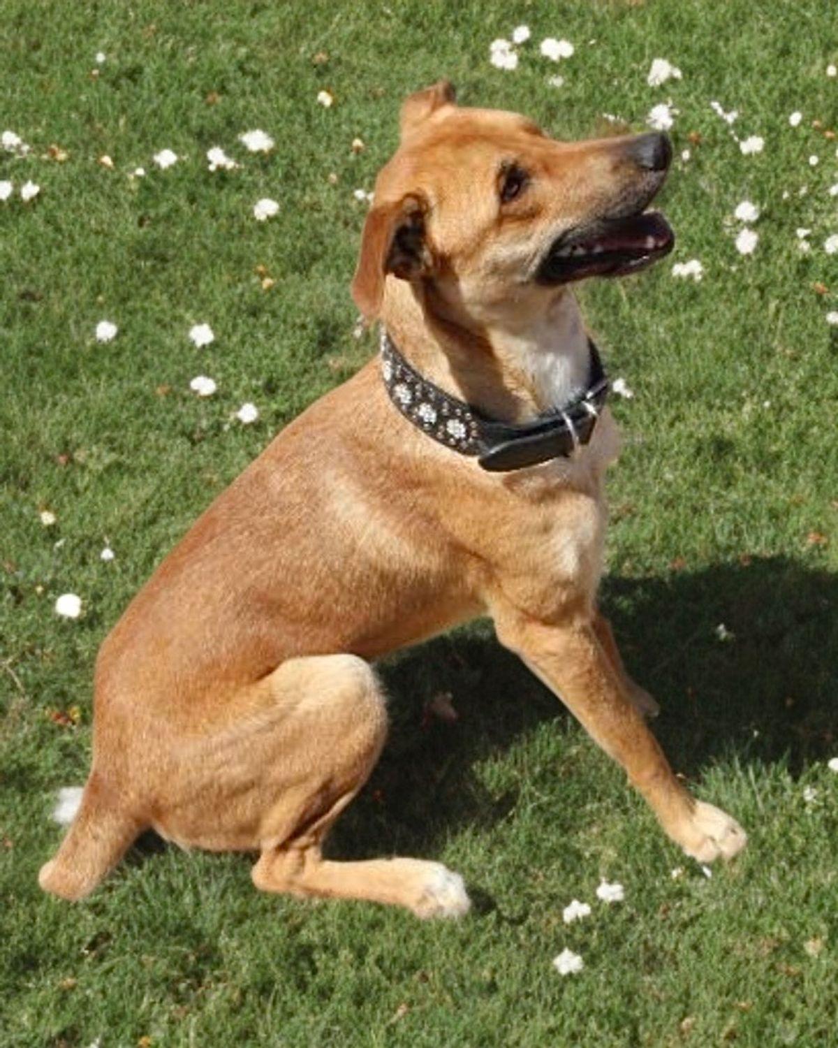Enlarge Dakota, a Adoptable mixed breed in Kingman, AZ image 1/3