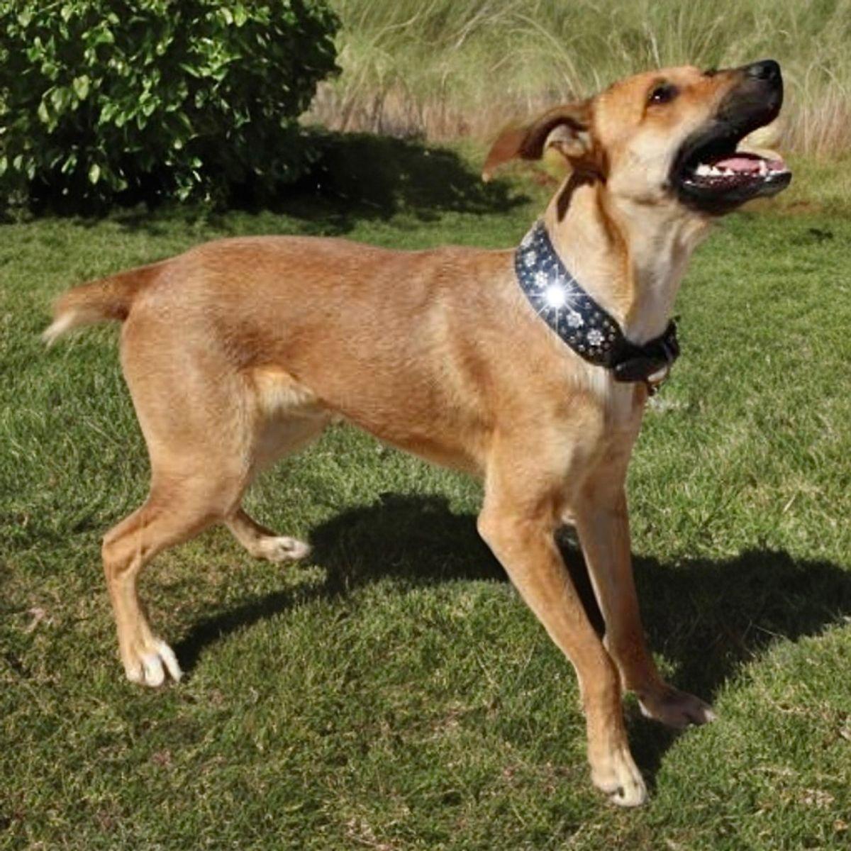 Enlarge Dakota, a Adoptable mixed breed in Kingman, AZ image 2/3