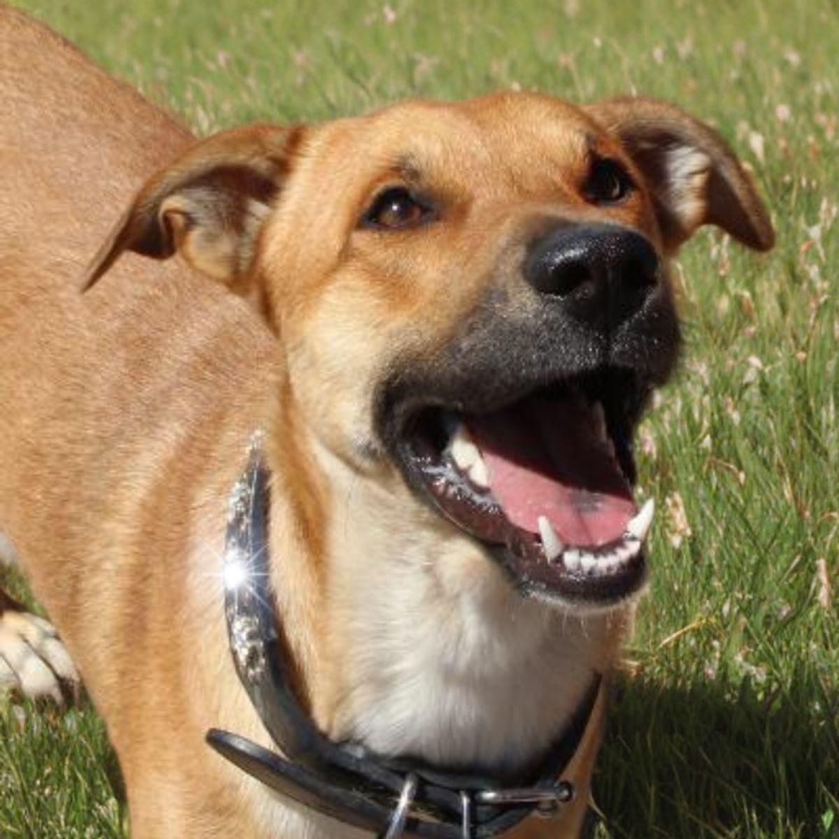 Enlarge Dakota, a Adoptable mixed breed in Kingman, AZ image 3/3