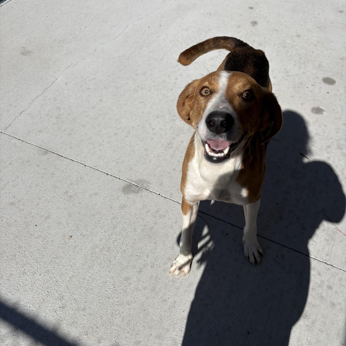 Buzz, ADOPTABLE, Adult Male Hound.