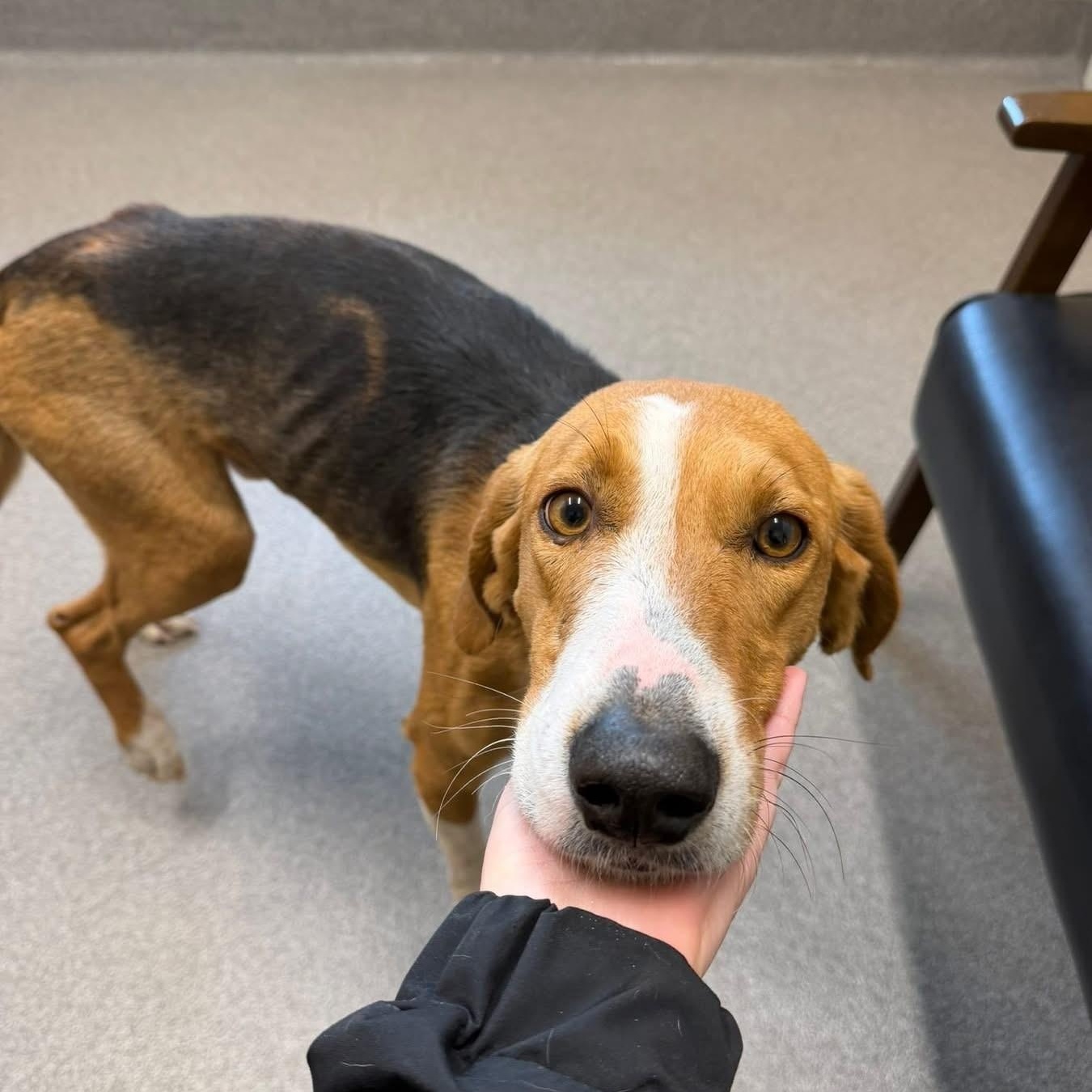 Enlarge Buzz, a ADOPTABLE Hound in Elberon, VA image 1/1