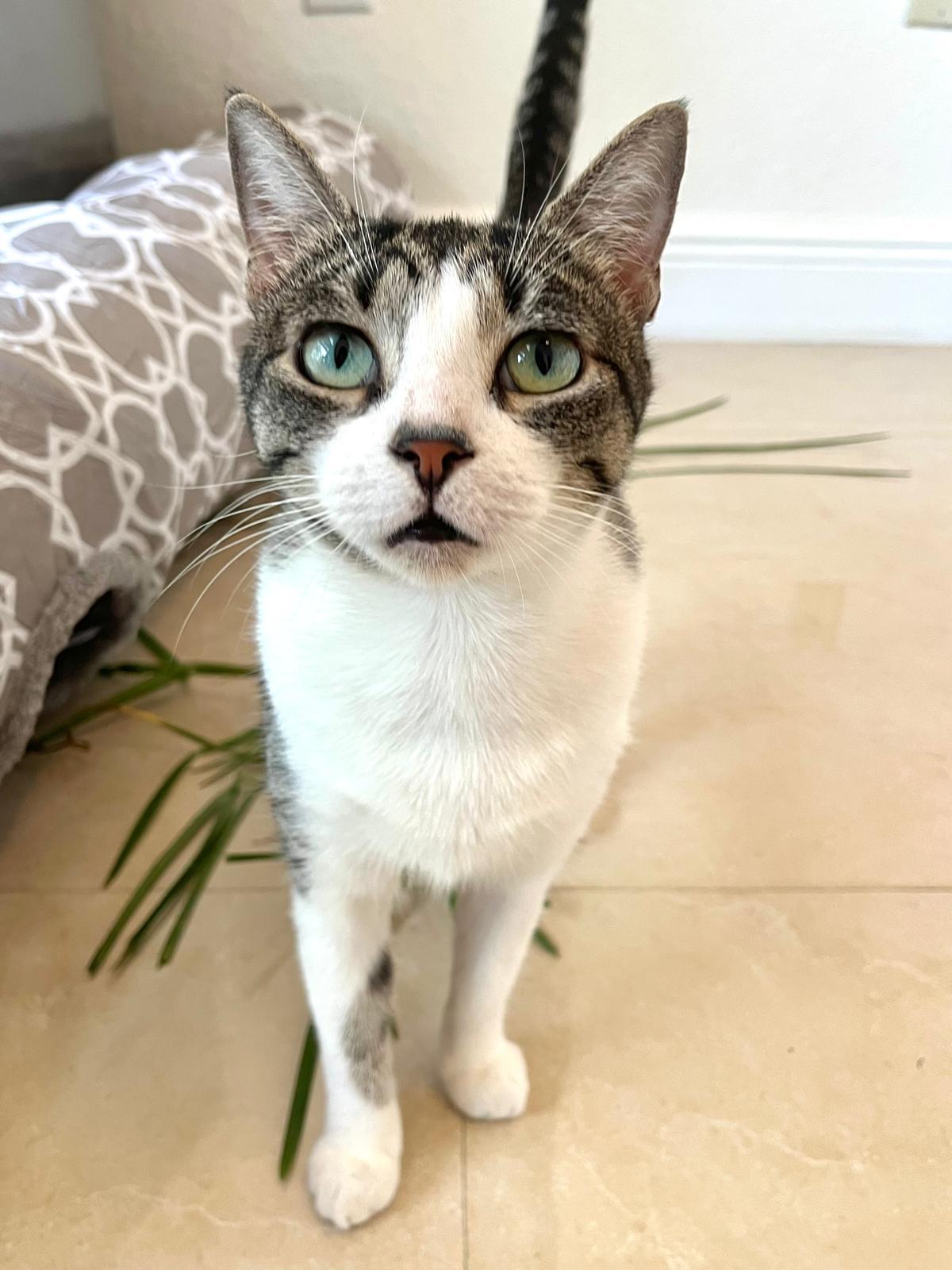 Lashmi, a Adoptable Tabby in Miami, FL image 3/5