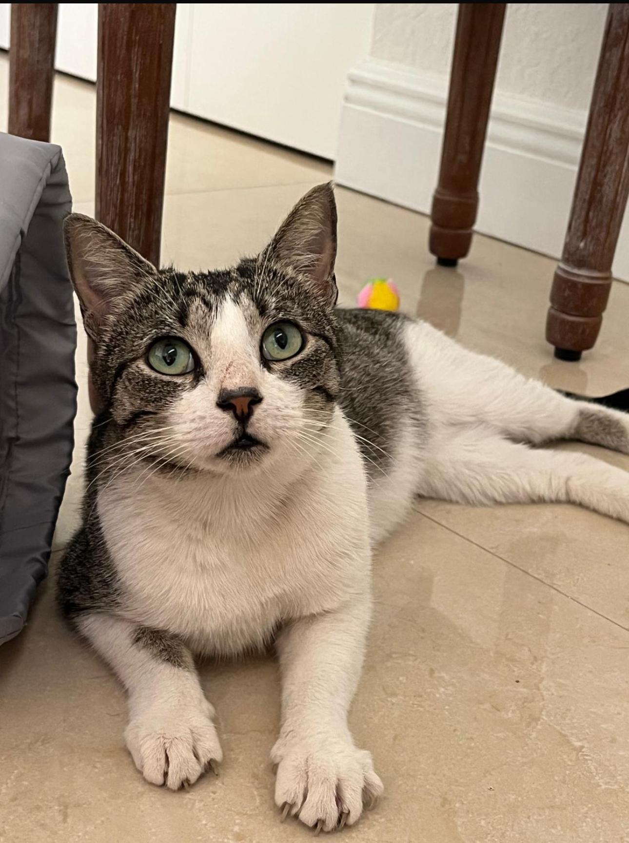 Lashmi, a Adoptable Tabby in Miami, FL image 4/5