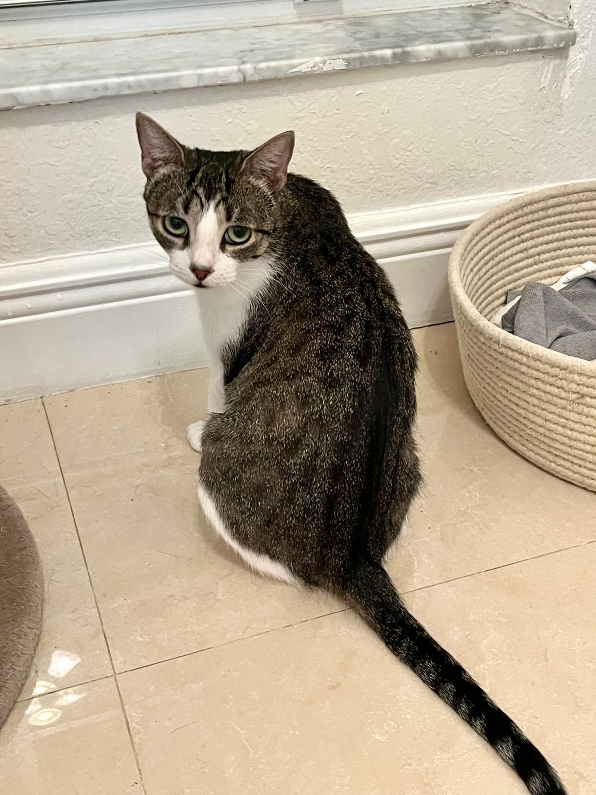 Lashmi, a Adoptable Tabby in Miami, FL image 5/5