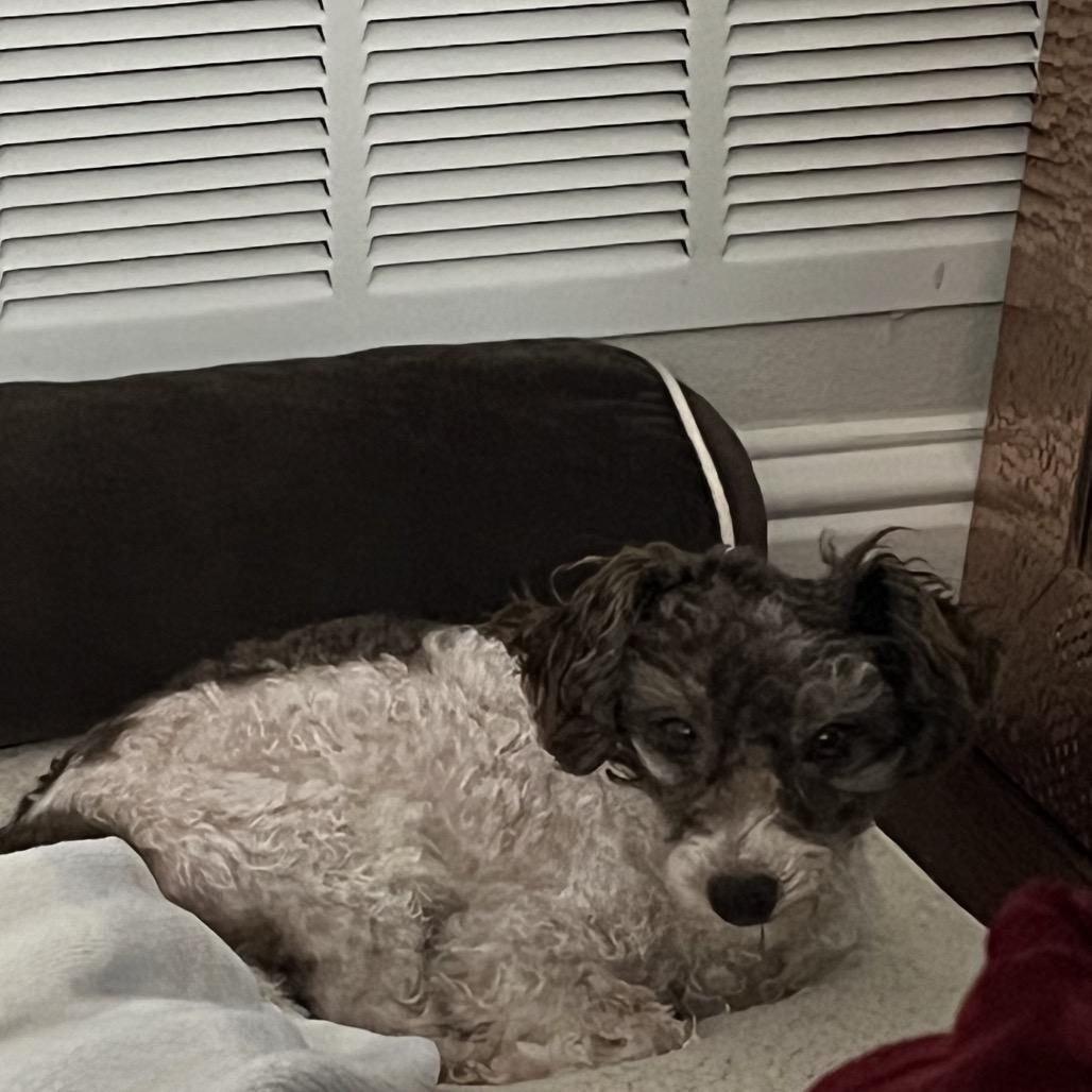 Patches (Dallas), Adoptable, Senior Male Poodle.