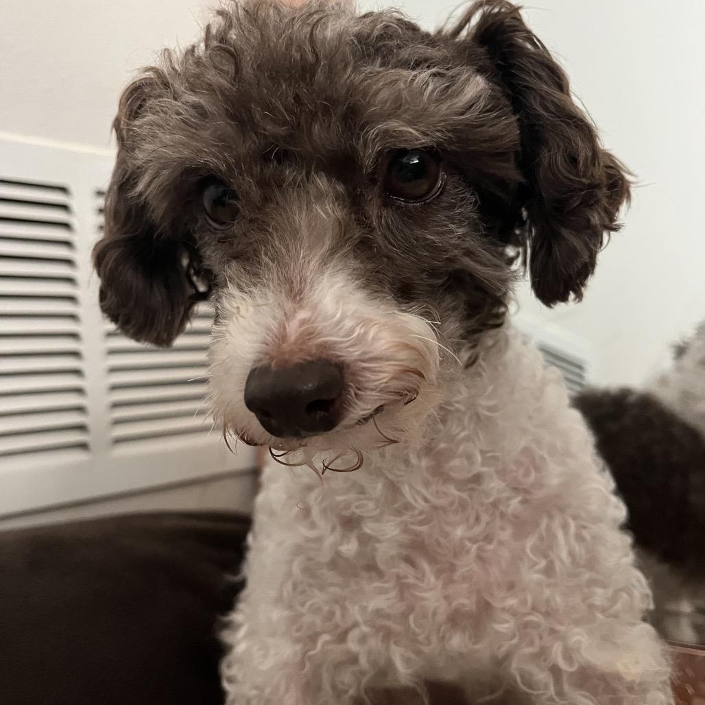 Enlarge Patches (Dallas), a Adoptable Poodle in Houston, TX image 2/5