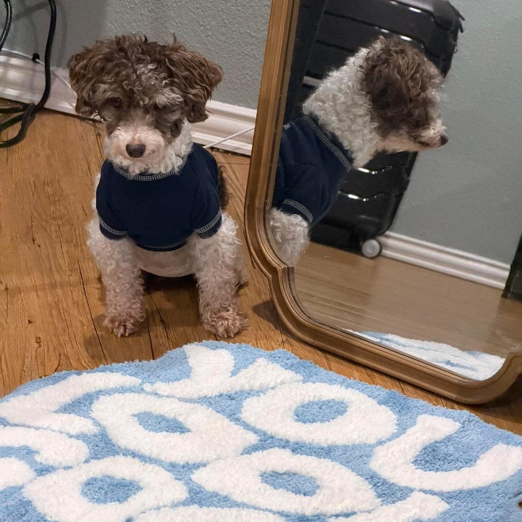 Enlarge Patches (Dallas), a Adoptable Poodle in Houston, TX image 3/5