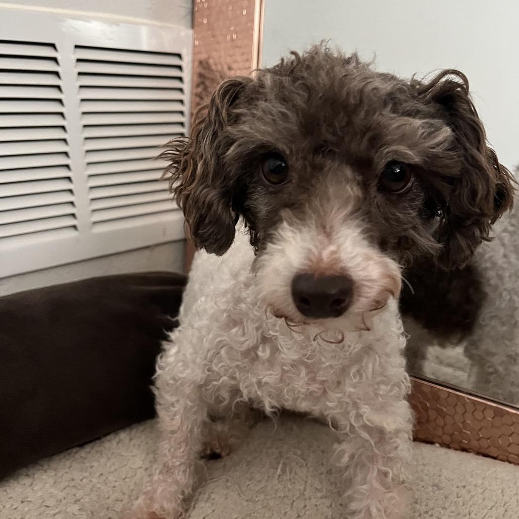 Enlarge Patches (Dallas), a Adoptable Poodle in Houston, TX image 4/5