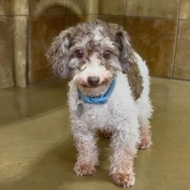 Enlarge Patches (Dallas), a Adoptable Poodle in Houston, TX image 3/6