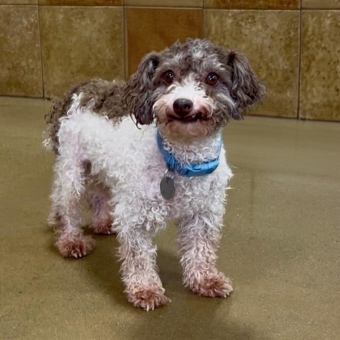 Enlarge Patches (Dallas), a Adoptable Poodle in Houston, TX image 4/6