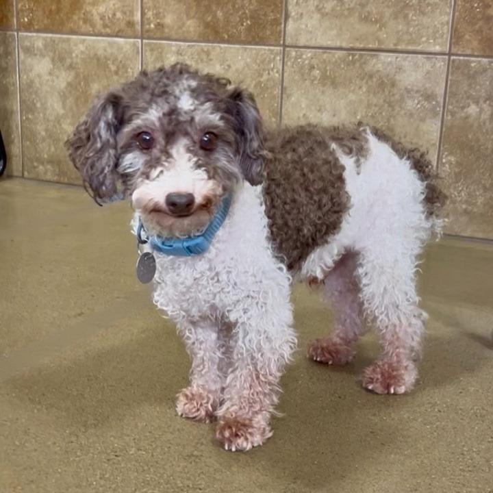Enlarge Patches (Dallas), a Adoptable Poodle in Houston, TX image 5/6