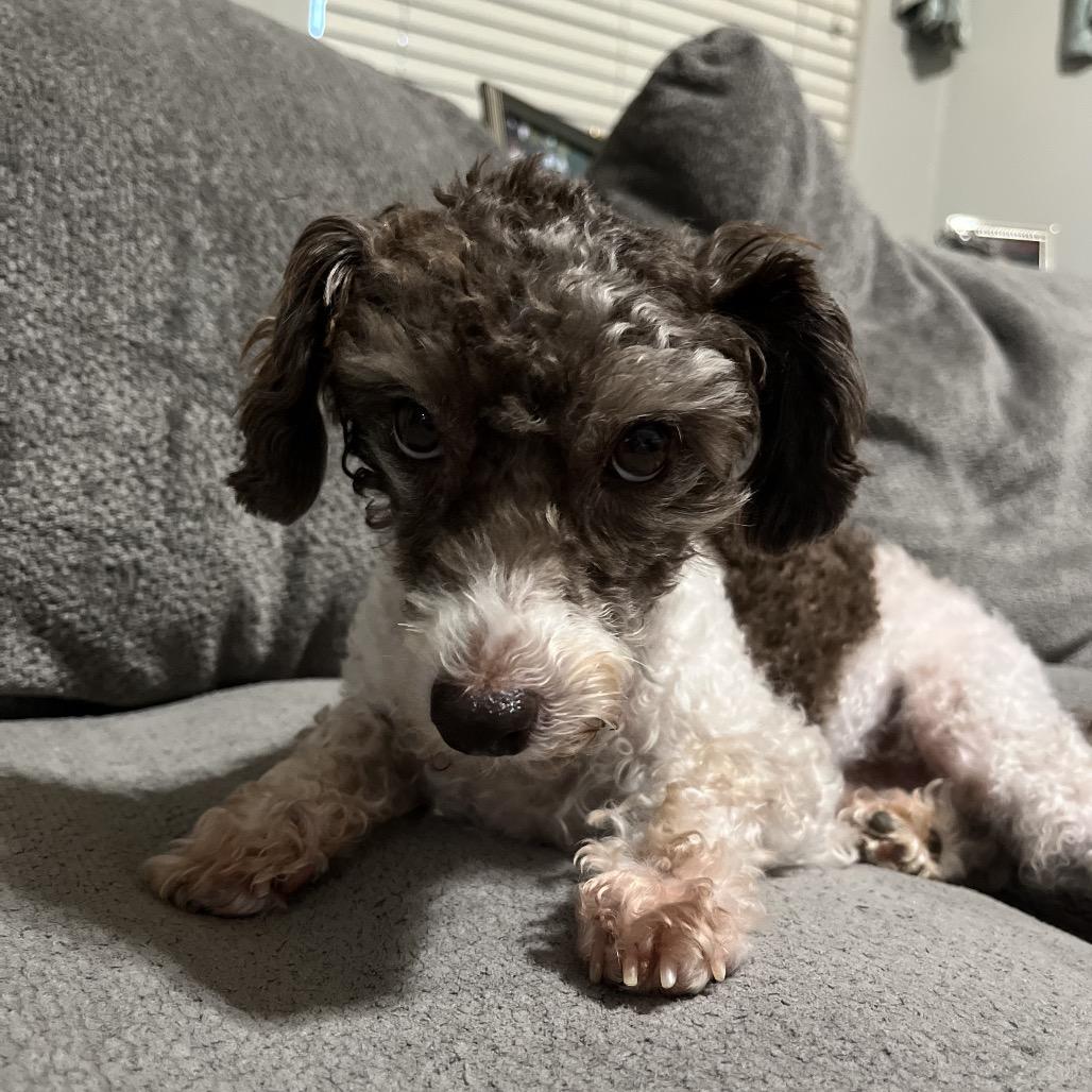 Enlarge Patches (Dallas), a Adoptable Poodle in Houston, TX image 5/5