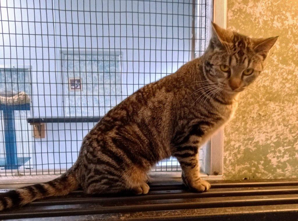 Smokey, Adoptable, Young Female Domestic Short Hair.