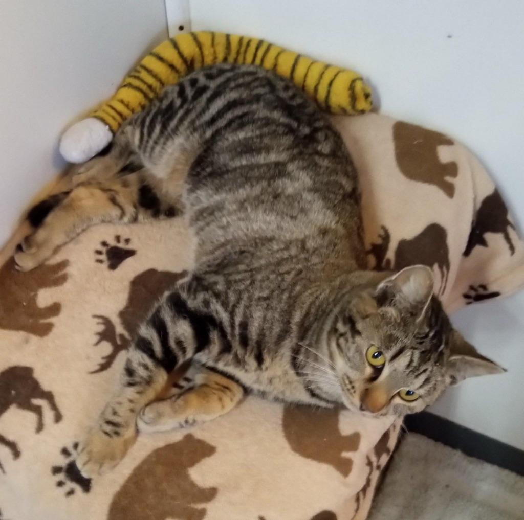 Enlarge Smokey, a Adoptable mixed breed in Buffalo, MO image 2/4