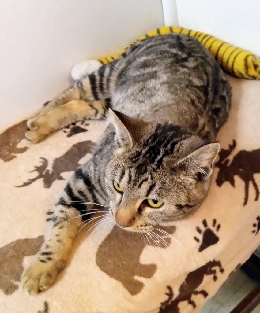 Enlarge Smokey, a Adoptable mixed breed in Buffalo, MO image 3/4