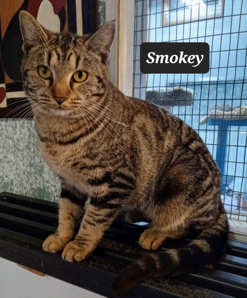 Enlarge Smokey, a Adoptable mixed breed in Buffalo, MO image 4/4