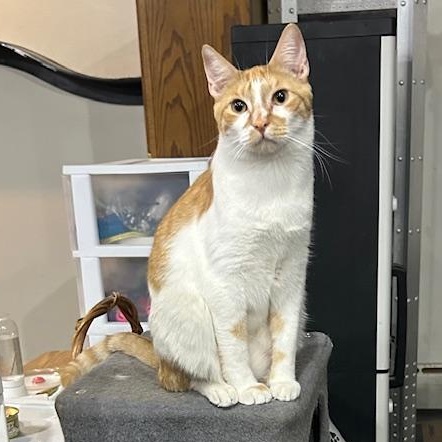 Rusty, Adoptable, Young Male Domestic Short Hair.