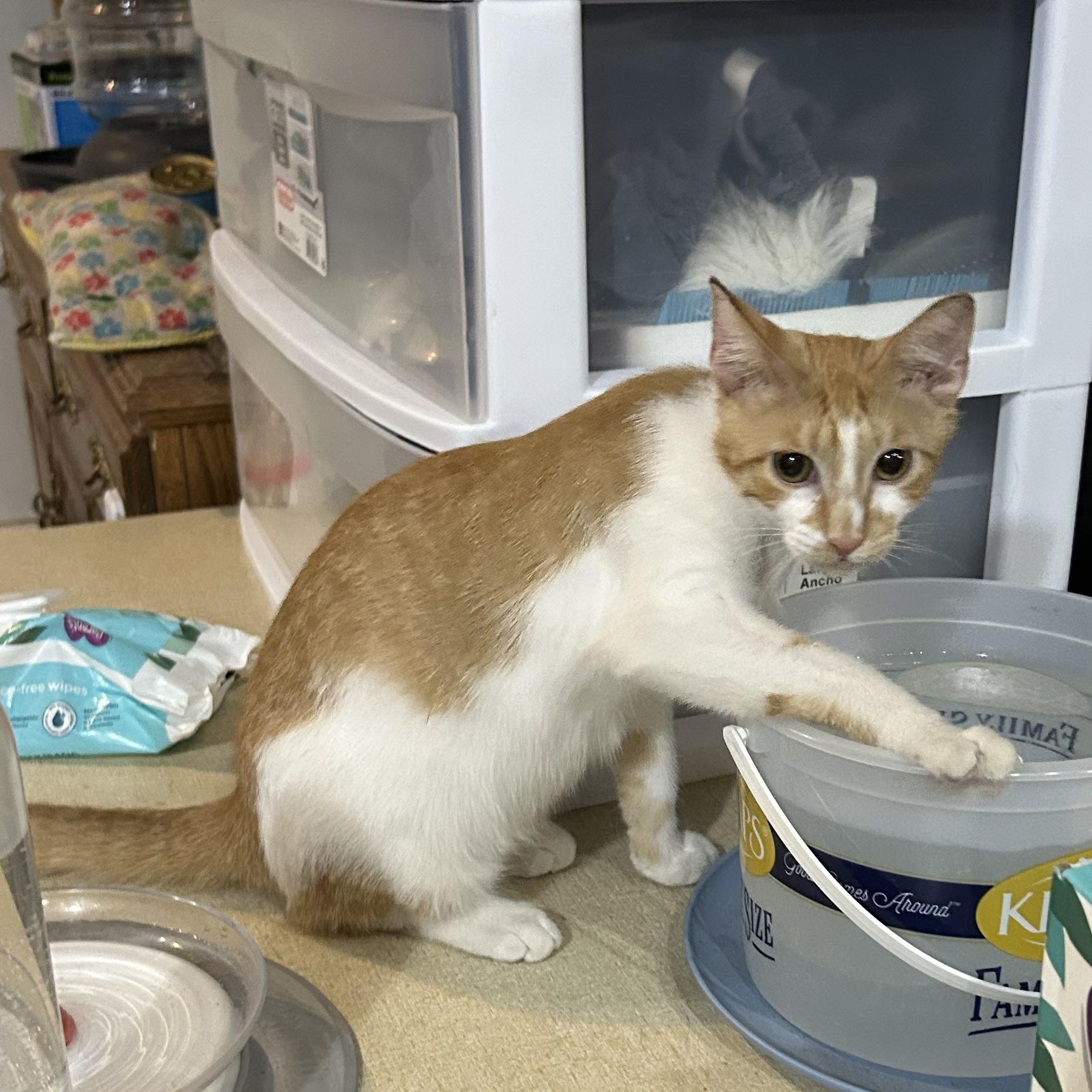 Enlarge Rusty, a Adoptable Domestic Short Hair in Devils Lake, ND image 5/5
