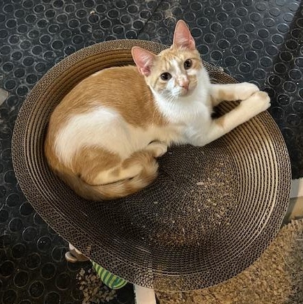 Rusty, Adoptable, Young Male Domestic Short Hair.