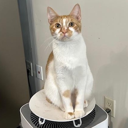 Rusty, an adoptable Domestic Short Hair in Devils Lake, ND, 58301 | Photo Image 4