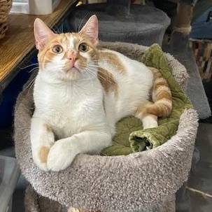 Rusty, Adoptable, Young Male Domestic Short Hair.