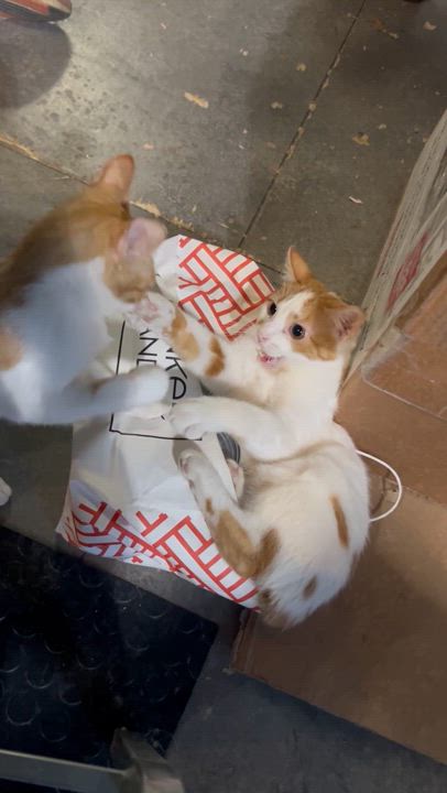 Enlarge Rusty, a Adoptable Domestic Short Hair in Devils Lake, ND video 4/5