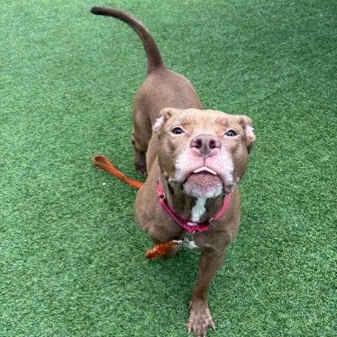 Walden, Adoptable, Adult Male Mixed Breed.