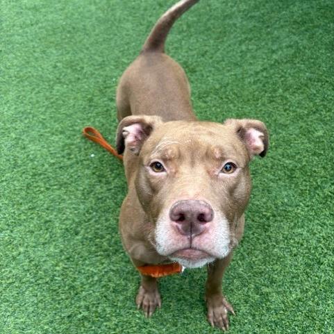 Walden, a Adoptable Mixed Breed in Pittsburgh, PA image 2/6